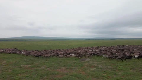 Herd of deer grazing, 4k, 25fps. Stock Footage 254154233