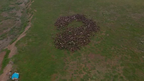 Herd of deer grazing, 4k, 25fps. Stock Footage 254156089