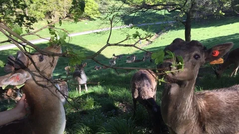 Herd of Deer Grazing in A Meadow, Dublin, Ireland Stock Footage 89855950