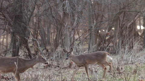 Herd of Deer Grazing in a Meadow in front of Sunrise Stock Footage 48905663