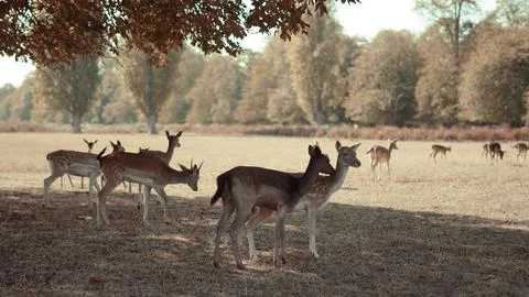 A herd of deer grazing in a meadow within an autumn park featuring trees with Stock Photos