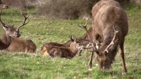 A herd of deer grazing in the park Stock Footage 88488536