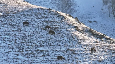 Herd of deer Grazing on Snow Covered Hillside Stock-Footage 266756261