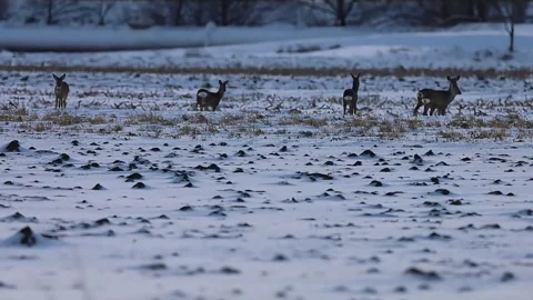 Herd of deer grazing in a snow-covered field during twilight hours" Stock Footage 327133023