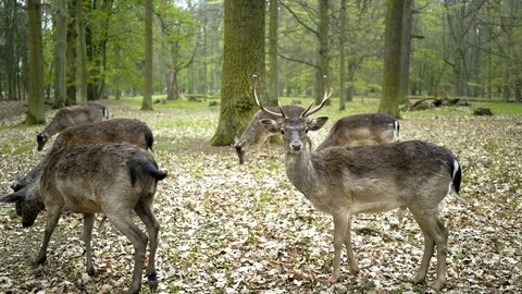 Herd of deer grazing in spring forest Video stock 114274480