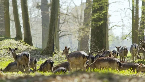 Herd of deer grazing in spring forest Stock Footage 114275075