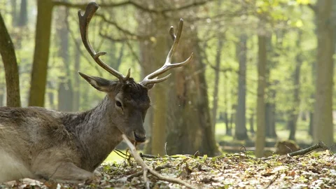 Herd of deer grazing in spring forest Stock-Footage 114275317