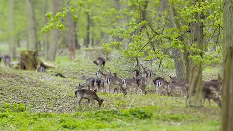 Herd of deer grazing in spring forest Stock Footage 114275424