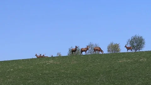 A herd of deer grazing in the spring on a green meadow. Stock Footage 123558953