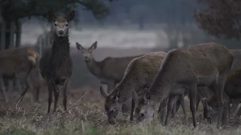 A herd of deer grazing in the wild, one curiously staring. Stock Footage