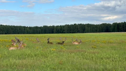 A herd of deer lie on the grass in a field Stock Footage 343247338
