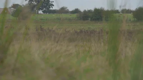 Herd of deer, long shot, slow motion 스톡 동영상 43248528