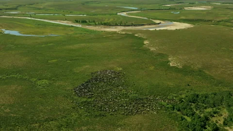 Herd of deer. Lots of animals. Aerial view. Animals graze. A huge herd. Aerial Stock Footage 169889807