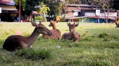 A herd of deer lying and eat grass Stock Footage 336472084
