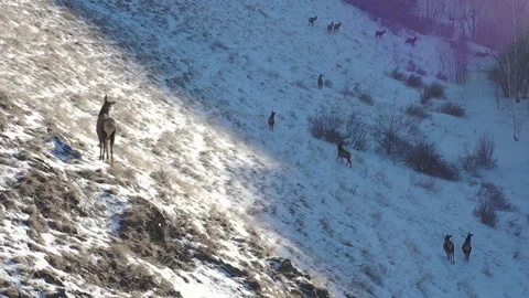 Herd of a deer on a meadow. Video stock 127221908