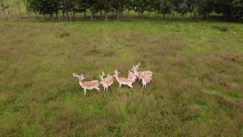 Herd of Deer in the Meadows, grazing and enjoying life, drone shot. Stock-Footage 135728462