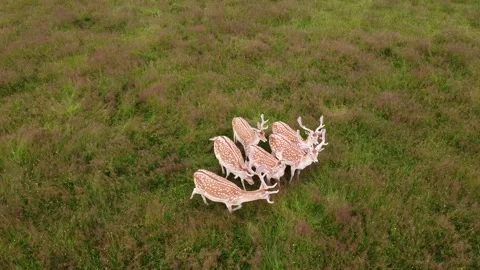 Herd of Deer in the Meadows, grazing and enjoying life, drone shot. 스톡 동영상 135728463