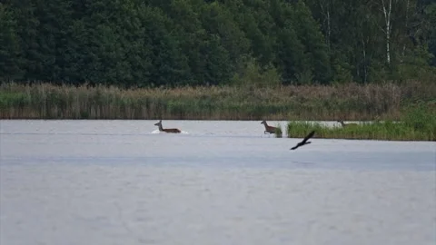 Herd of deer migrates across a lake at sunrise as hinds and a stag wade and.. Stock Footage 328163766