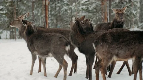 A herd of deer moves through winter forest in the wild Stock Footage 146332414