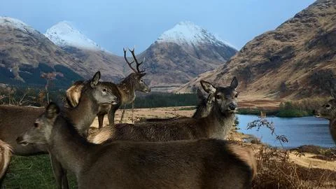 Herd of Deer overlooking Dramatic Mountain Valley and Lake Stock Photos