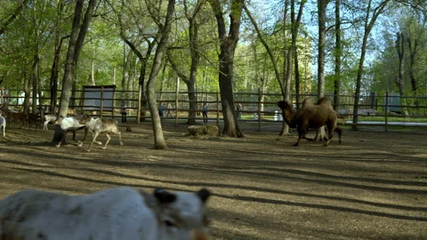 A herd of deer in the paddock are running along with the viral. Contact zoo Stock Footage 153875378