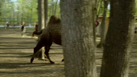 A herd of deer in the paddock are running along with the viral. Contact zoo Stock Footage 153875470