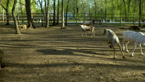 A herd of deer in the paddock are walking on a sunny day. Contact zoo. Deer farm Stock Footage 153875393