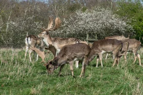 Herd of deer in the park Stock Photos