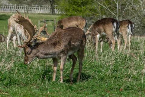 Herd of deer in park Stock Photos