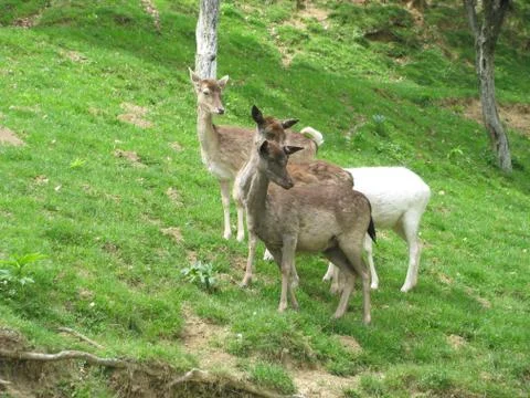 Herd of deer Foto stock