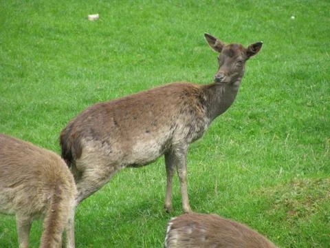 Herd of deer Foto stock