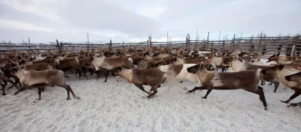 Herd of deer Foto stock