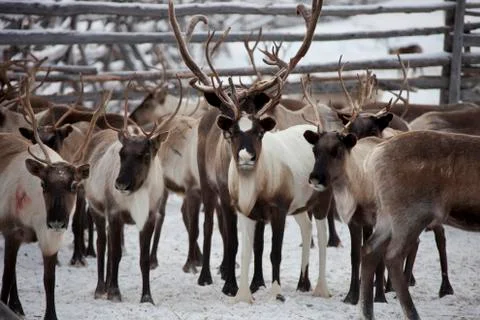 Herd of deer 스톡 사진