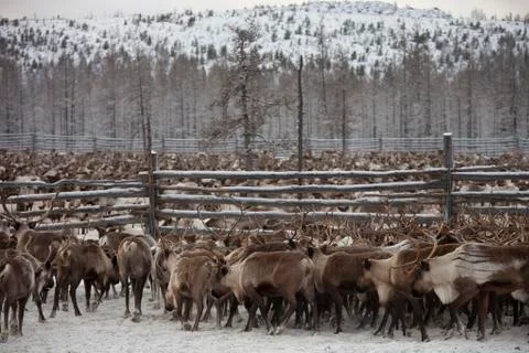 Herd of deer Foto stock