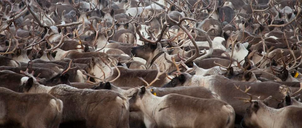 Herd of deer Stock-Fotos