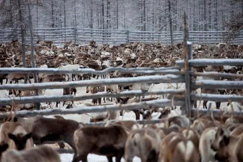 Herd of deer 스톡 사진