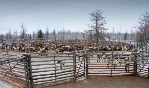 Herd of deer Foto stock