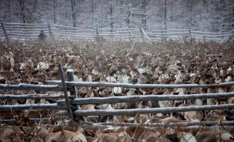 Herd of deer 스톡 사진