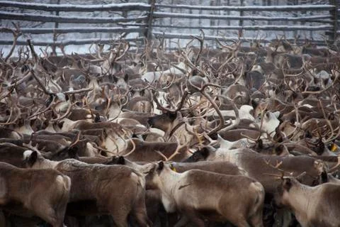 Herd of deer Foto stock