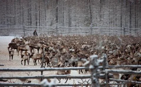 Herd of deer Foto stock