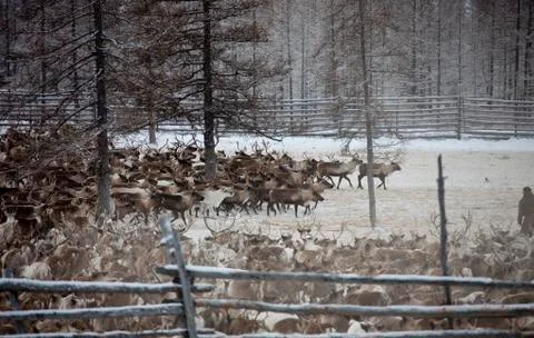 Herd of deer Foto stock