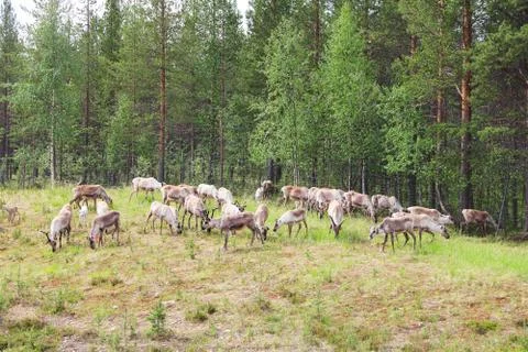 Herd of deer Stock Photos