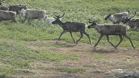 Herd of deer. Foto stock