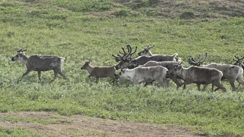 Herd of deer. Foto stock