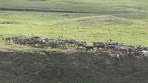 Herd of deer. Foto stock