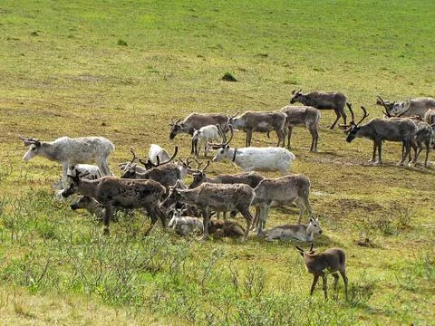 Herd of deer. Foto stock