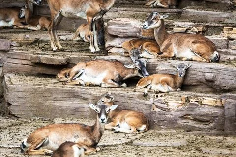 Herd of deer Stock Photos