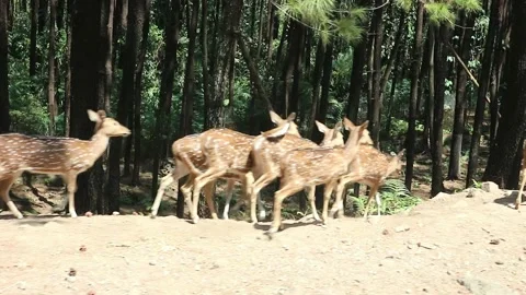 A herd of deer ran along the road Stock Footage 237753353