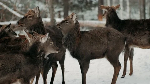 A herd of deer is relaxing in a forest clearing in snowy winter forest. Stock-Footage 146333868
