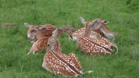 A herd of deer relaxing in the grass Stock Footage 284979895